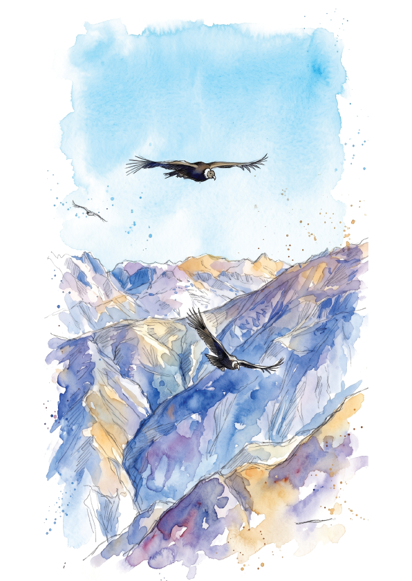 Watercolour-style artwork showing two condor birds flying over Colca Canyon mountain ridges with splashes of gold and white washes.