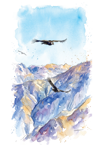 Watercolour-style artwork showing two condor birds flying over Colca Canyon mountain ridges with splashes of gold and white washes.