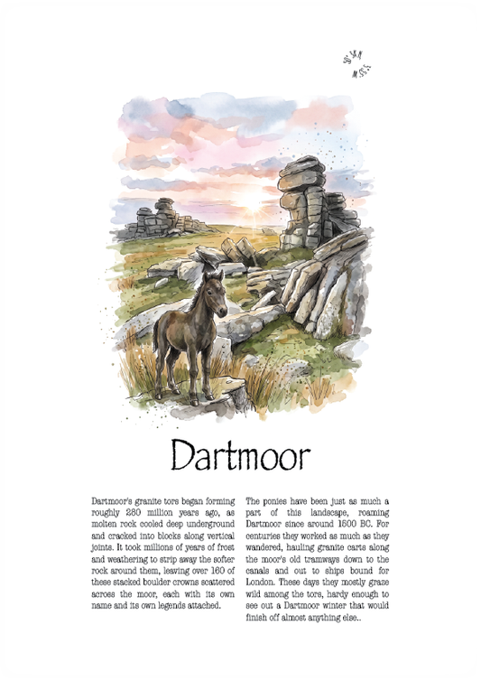 A vintage-style illustrated poster or print titled 'Dartmoor' on a white background, featuring a watercolor landscape with a Dartmoor pony  in the foreground and rocky moorland in the distance.