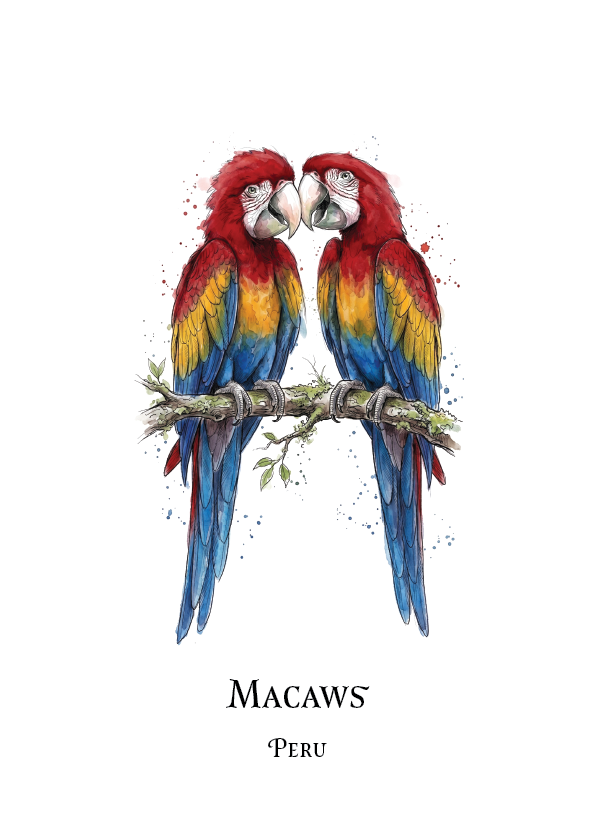 A watercolour-style illustration of two scarlet macaws perched on a branch, with the text 'MACAWS' and 'PERU' below on a white background.