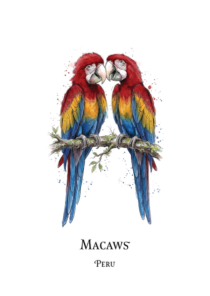A watercolour-style illustration of two scarlet macaws perched on a branch, with the text 'MACAWS' and 'PERU' below on a white background.
