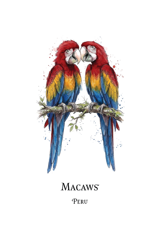 A watercolour-style illustration of two scarlet macaws perched on a branch, with the text 'MACAWS' and 'PERU' below on a white background.