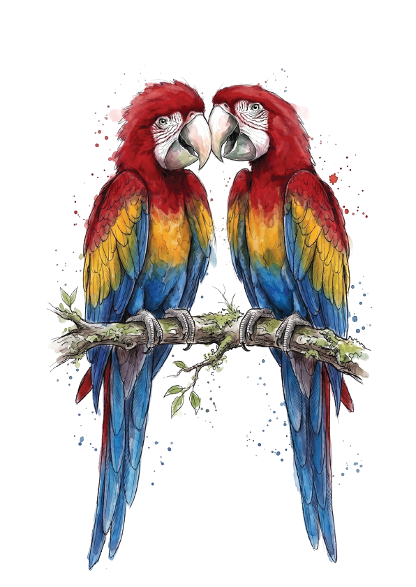 Watercolour-style illustration of two scarlet macaws perched on a branch against a white background, with red, yellow, and blue feathers and small paint splatter accents.