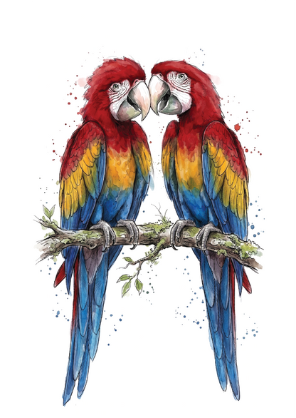 Watercolour-style illustration of two scarlet macaws perched on a branch against a white background, with red, yellow, and blue feathers and small paint splatter accents.