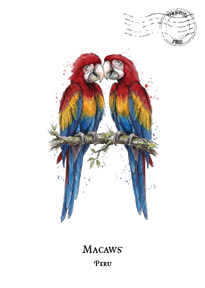 A watercolour-style illustration postcard of two macaws perched on a branch, with the text 'MACAWS' and 'PERU' below. A circular stamp graphic appears near the top right on a white background.