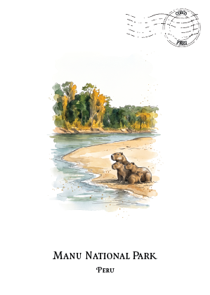 A postcard-style illustration of Manu National Park in Peru, showing a sandy riverbank with a family of capybara and trees along the water, on a white background with a perforated stamp graphic and the text 'MANU NATIONAL PARK PERU' below.